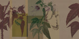 ORN18_042-A