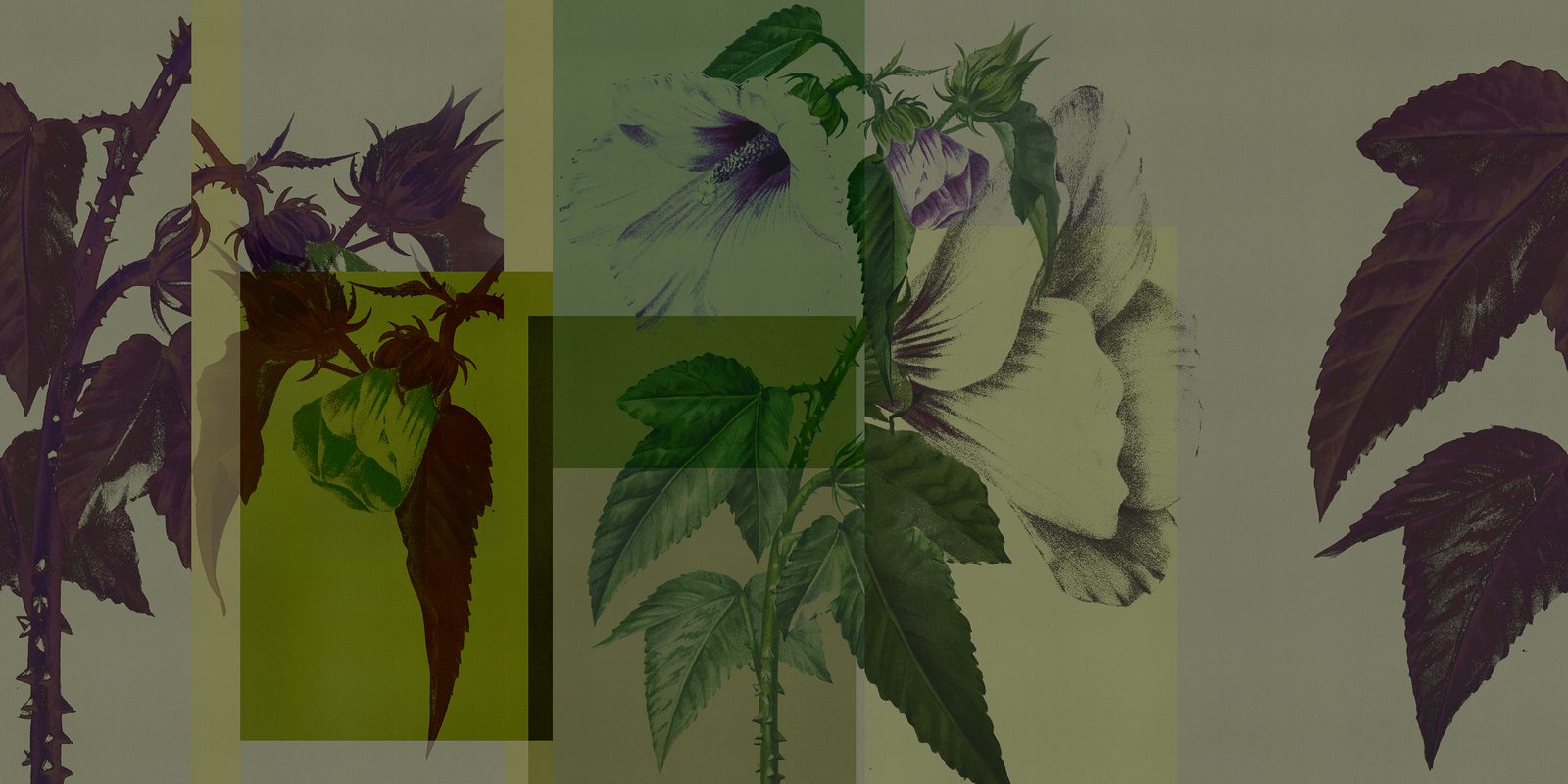 ORN18_042-A