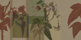 ORN18_042-B